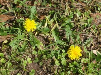 a couple of Dandelion flowers - This is a picture we took of the dandelion flowers out in the field. a couple of Dandelion flowers - This is a picture we took of the dandelion flowers out in the field.