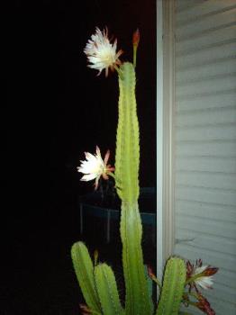 cactus blooming - My cactus blooming