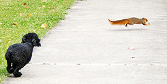 real chase - Dog like to reflect to fast moving object, actually. At the same time, dog like much squirrel scent.