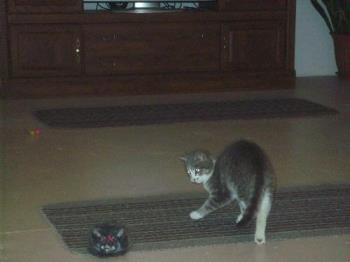 Cat - A standoff between my cat and the rat! LOL Cat - A standoff between my cat and the rat! LOL