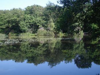 The First Millpond - The first millpond of three in Bolney is about half a mile across country and through woods, from the main road.