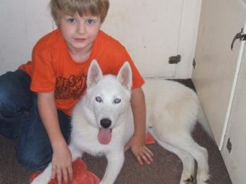 tyler and Frost - My siberian Husky frost.