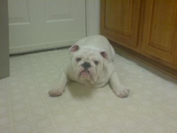 My baby bulldog - He was laying down in the kitchen hoping some treats 