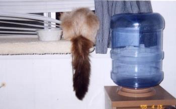 My Silly Cat Rascal - He's always in trouble but innocently so!!