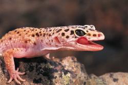 Leopard Gecko - lizard