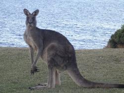 Kangaroo at the beach - i want one