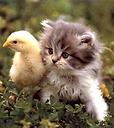 kittens - kitten with the duck