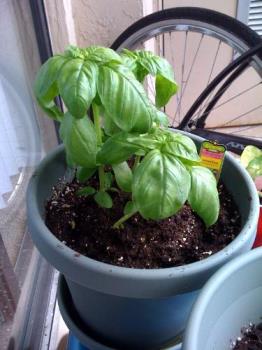 Sweet Basil - Picture of my Sweet Basil plant.