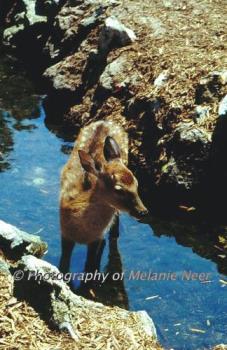 Deer Photo - image of a deer I took Deer Photo - image of a deer I took