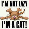 as lazy as a cat - i am sometimes as lazy as a cat, having no desire to do anything, but stay home doing nothing