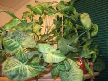 Plant - Plant in my house...I don't know the name of... Plant - Plant in my house...I don't know the name of...