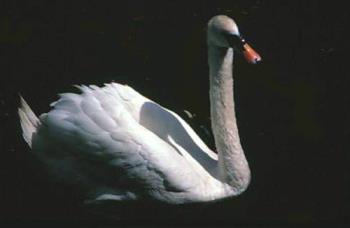 Original Photo : Swan - image of a mute swan Original Photo : Swan - image of a mute swan