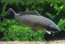 carp--my favorite - I love to eat carps very much for its being tasty