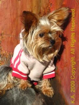 Yorkie Dressed Warm - Yorkie&#039;s can not tolerate extreme hot or cold temperatures.
