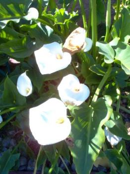 Calla Lillies - Calla lillies in spring