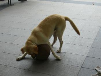 My Labrador at one year and 4 month old - My Labrador playing with the ball