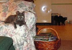 Gus - Gus was the kitty love of my life.  I found him at the city dump.  When I leaned down to talk to him he literally jumped into my arms.  I took him home and loved him for 14 years.  He died of cancer a few years ago and I still miss him.  This is  picture of him sitting in "our chair" waiting for me to come sit with him.  He was such a sweetie.