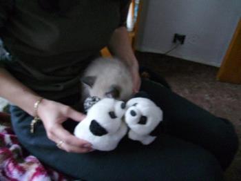 2 Panda&#039;s and 1 kitty - 2 Plush kissing Panda&#039;s and 1 kitten born on 1 of February, this is my neighbor&#039;s legacy to share with us after i fixed her computer the other day.