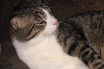 Booboo, Cookie's brother - can't find a pix of Cookie :(