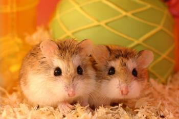 cute hamsters - hamsters