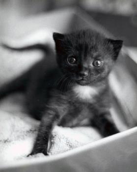 Sachiko at 17 days old - image of Sachiko as a kitten
