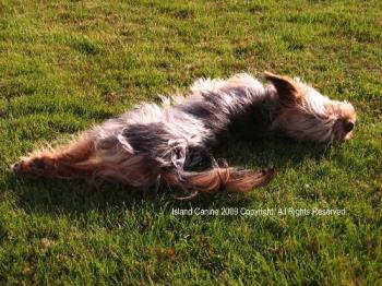 My Territory - Roxy suntanning on her front lawn. A Dogs Territory.