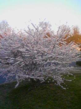 My popcorn tree - a pic of the tree in my old front yard it reminds me of popcorn