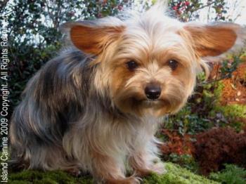 Small Package Greatness - Superstar Roxy in her first official photo shoot for the start of her upcoming modeling career. 
She maybe small but packs a great punch.
Happy dog, stands up to the bigs ones when it comes to her turf.
