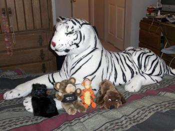 My stuffed animal collection - Taken March 23, 2009. Luigi the white tiger, Hal the black cat, my farting teddy bear, Tigger and Drooper the dog.
