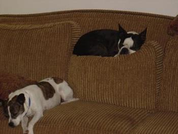 Couch Potatoes - Gus (right) and Cookie think they own the couch. Couch Potatoes - Gus (right) and Cookie think they own the couch.