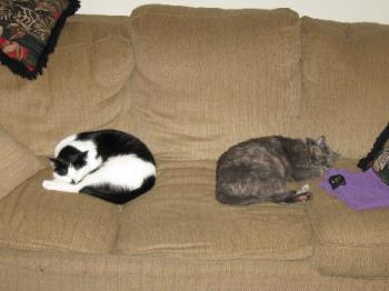 Cat Sleeping on Couch - Carlye and Ashley sleeping on the couch. So much for watching tv. 