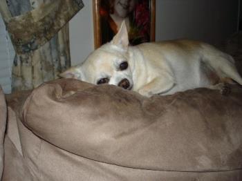 Tukay - Her fav spot is the back of the couch Tukay - Her fav spot is the back of the couch