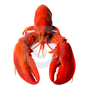 the Nova Scotian Lobster - Picture of a Lobster which is a well known Nova Scotian Food