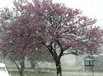 Same tree but a little bit more snow - This is the same tree but its snowing a little bit harder here, within about 15 mins.