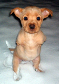 Faith in the snow - This is a photo of faith as a puppy in the snow standing up. Isn't she a beauty..and so brave.