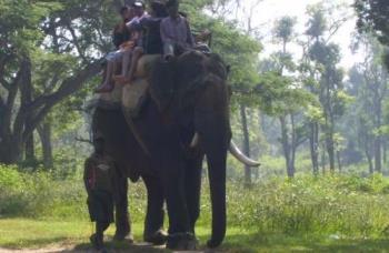 Elephant ride. - It used to be a thrilling experience.