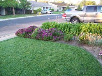 My front of my house - My flower beds, African daises 