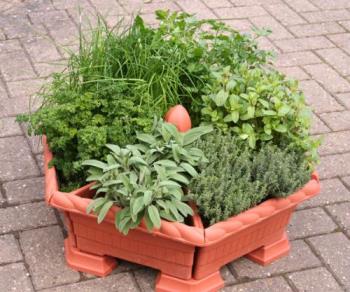 Herb wheel - A herb wheel. Courtesy of crocus.