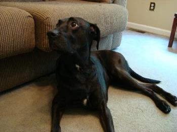 my baby angel - my lab boxer baby my baby angel - my lab boxer baby