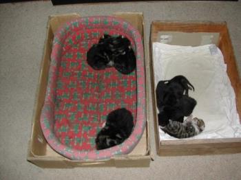 Kittens - Two separate litters born two weeks apart