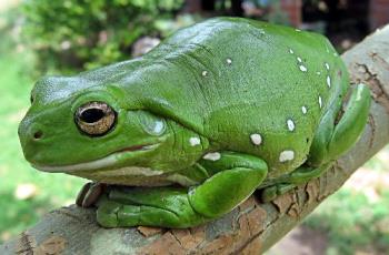 frog - White&#039;s Tree Frog (also Green Tree Frog, or Dumpy Tree Frog) (Litoria caerulea)