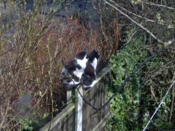 Fence sitters - Poppy sitting on the fence post right behind Felix. They both seem to be intent on something.