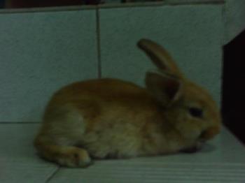 rabbit - my rabbit :)