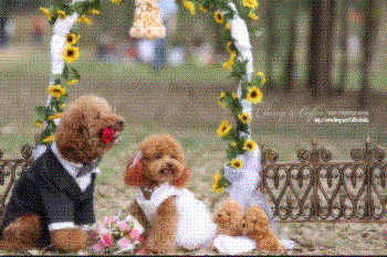 The dog wedding - so lovly couples