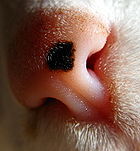 Cat&#039;s Nose - The nose of a cat. The feline sense of smell is extremely sensitive.