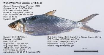 milkfish - this is how a milkfish looks like.