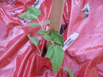 tomato with new red mulch sheets - this is one of our heirloom tomato plants they came with red mulch sheets. We will see if they produce more with these sheets. 