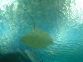 Stingray - One of the most spectacular view in the park. They are a site to behold as they hover above the visitors.