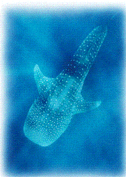 philippines eco adventure - philippines eco adventure, interact with the whale sharks