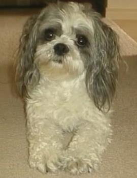 My Little Shadow - This is Poppy, my 9 year old shih-tzu, and she has a cheeky face. She follows me everywhere.